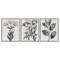 Stupell Industries Classic Natural Botanicals 3pc Framed Giclee Set, design by Karen Smith